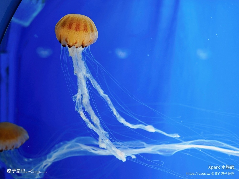 xpark水族館 門票優惠 桃園 親子景點 最新攻略 必看展區 美食餐廳 交通 停車 住宿