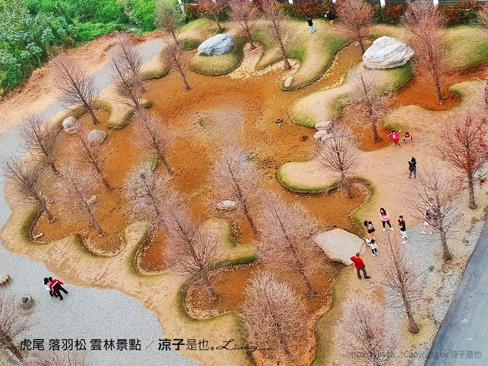 虎尾 落羽松 雲林景點