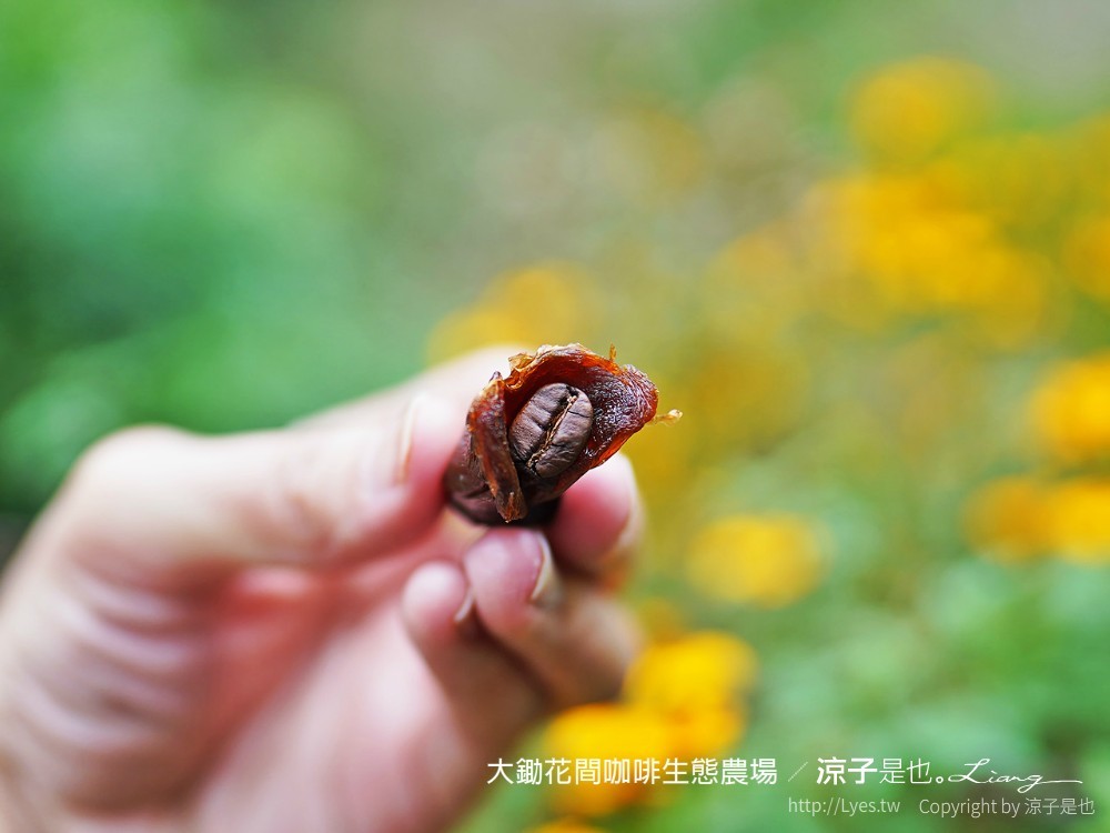 大鋤花間 咖啡生態農場 菜單 台南景點 台南東山175咖啡公路 咖啡館 景觀餐廳