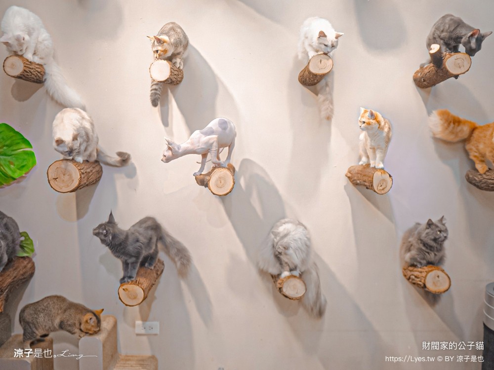 財閥家的公子貓 台南擼貓咖啡廳 台南景點推薦 狐獴 台南親子景點 室內景點 貓咪咖啡館 浣熊 袋鼠 球蟒 雪貂 守宮