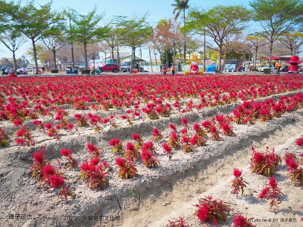 學甲蜀葵花文化節 2023 蜀葵花季 一丈紅迷宮 紫色鼠尾草 季節 花況 交通 學甲景點