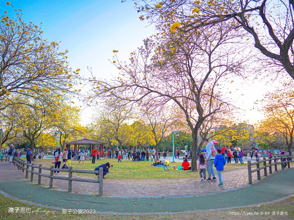 廍子公園2023 黃金風鈴木 台中親子景點 野餐 賞花