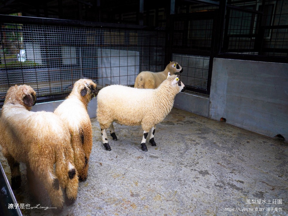 鳳梨屋水上莊園 宜蘭景點 一日遊 鳳梨屋門票 戲水池 動物園 水豚君 網美景點 水簾鞦韆 鳳梨泳池 餵羊 宜蘭豪華懶人露營 Villa 網美景點