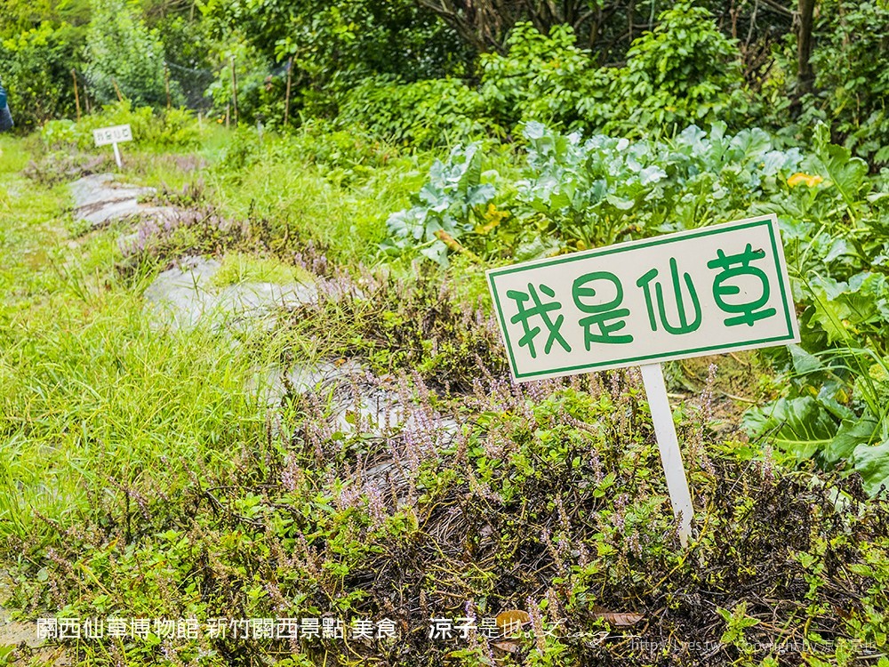 關西仙草博物館 新竹關西景點 美食