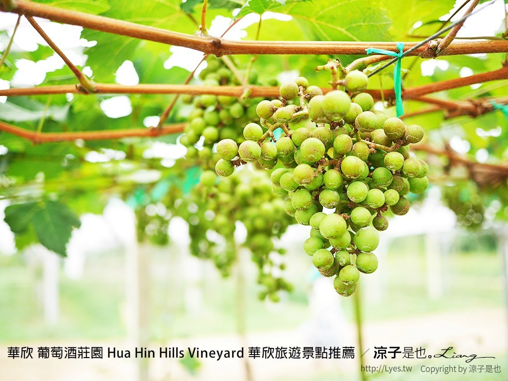 華欣 葡萄酒莊園 Hua Hin Hills Vineyard 華欣旅遊景點推薦