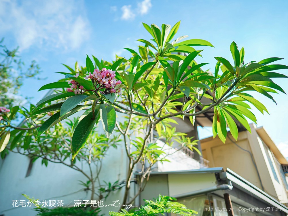 花毛かき氷喫 菜單 台中冰品 南屯 黎明新村裡 老屋文青 日式刨冰店 咖啡鬆餅茶