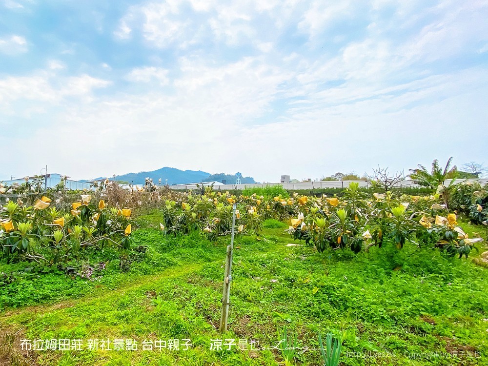 布拉姆田莊 新社景點 台中親子景點 新社美食 親子DIY 台中景點 台中親子景點 DIY活動