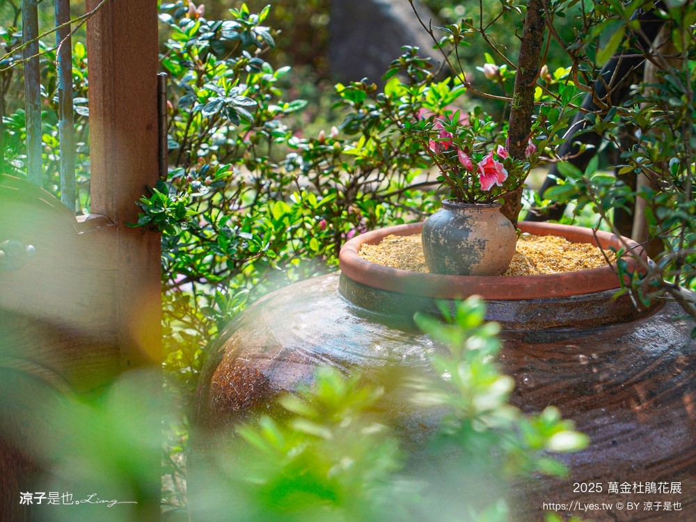 萬金杜鵑花展2025 金山中山溫泉公園 新北景點 北海岸活動 交通 展期 花藝造景 打卡必拍 懶人包