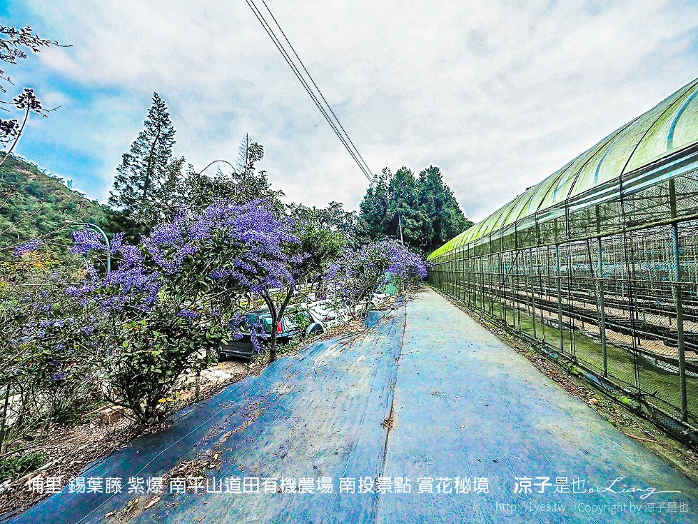 埔里 錫葉藤 紫爆 南平山道田有機農場 南投景點 賞花秘境