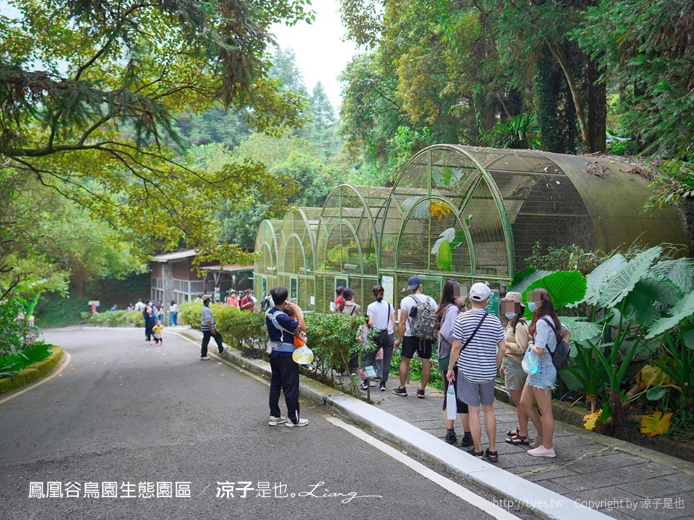 鳳凰谷鳥園生態園區 南投 親子景點 森林溜滑梯 賞鳥 DIY 鹿谷 步道 吊橋 瀑布