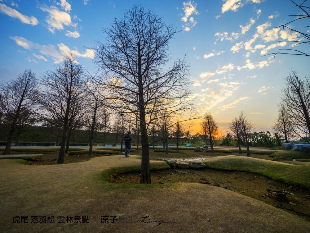 虎尾 落羽松 雲林景點