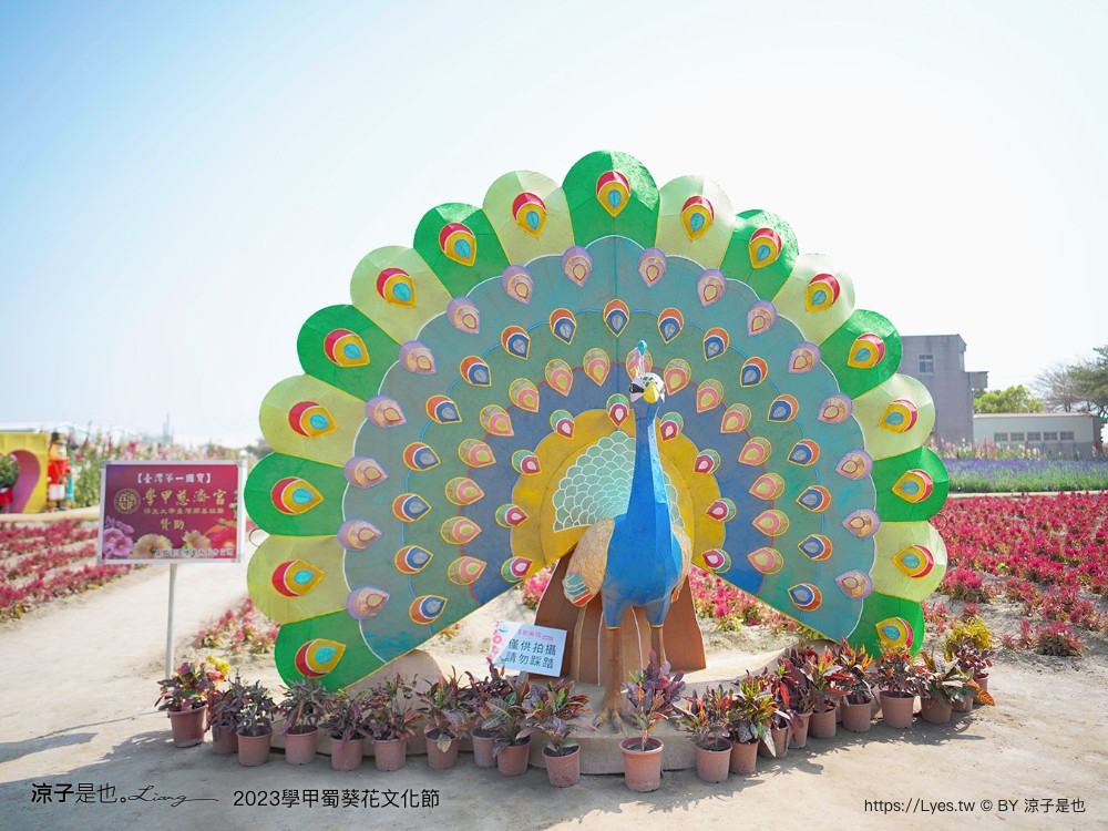 學甲蜀葵花文化節 2023 蜀葵花季 一丈紅迷宮 紫色鼠尾草 季節 花況 交通 學甲景點