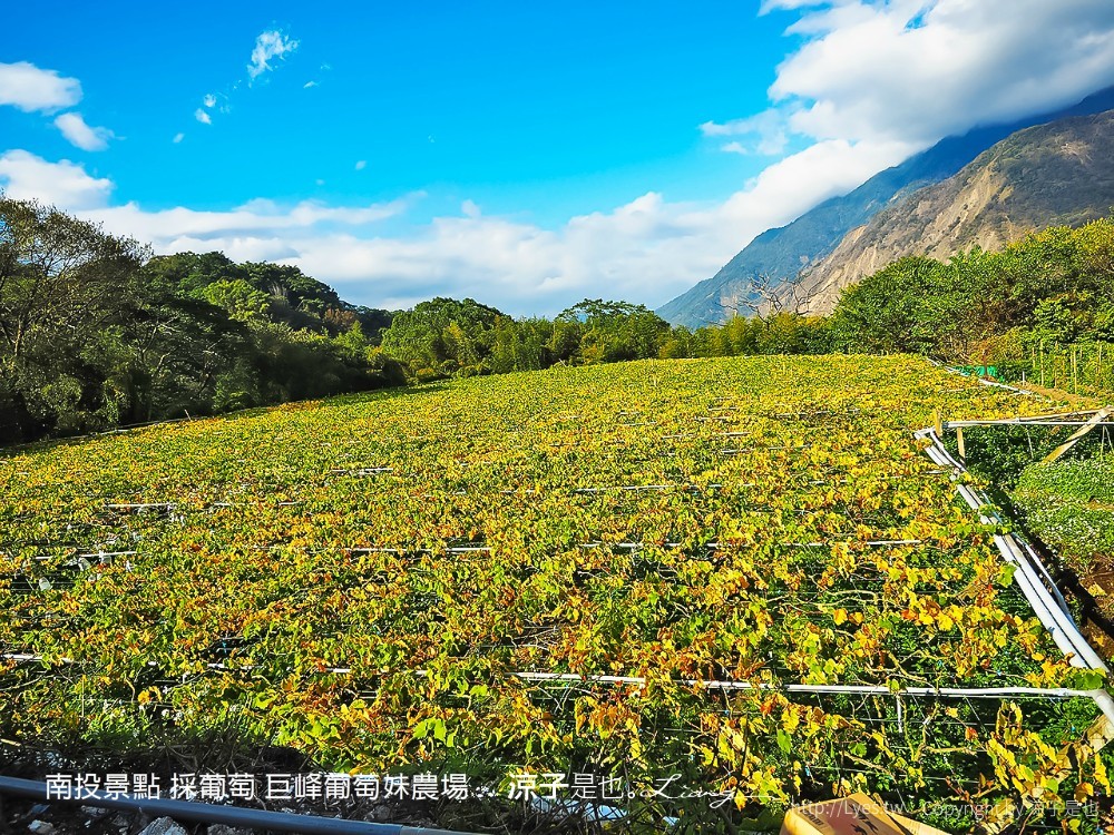南投景點 採葡萄 巨峰葡萄妹農場