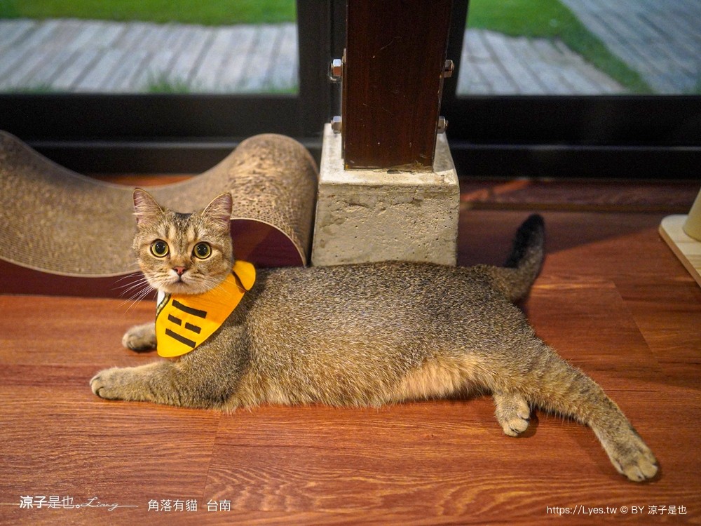 台南角落有貓 菜單 台南 貓咪咖啡廳 老宅餐廳 台南美食推薦 親子景點 日式老宅 貓奴 甜點