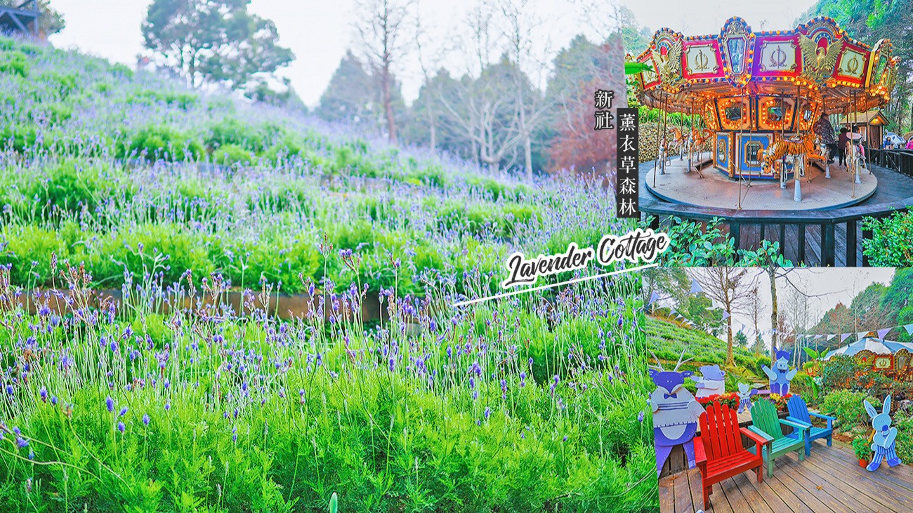台中新社-薰衣草森林(附菜單) 2020薰衣草節「森林派對」紫色花海好夢幻 森林旋轉木馬是小朋友最愛啊