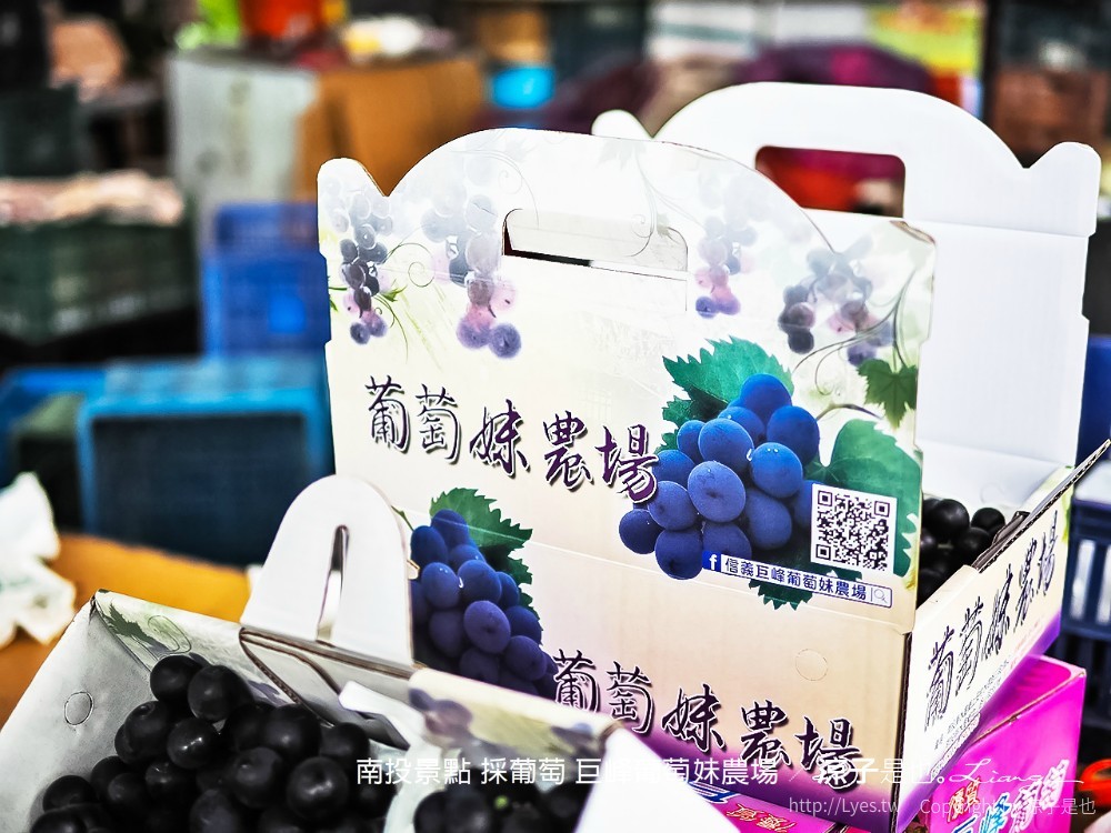 南投景點 採葡萄 巨峰葡萄妹農場