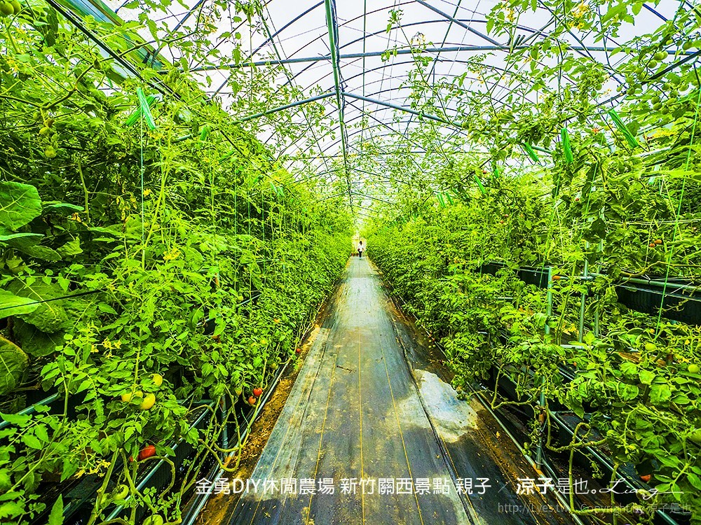 金勇DIY休閒農場 新竹關西景點 親子