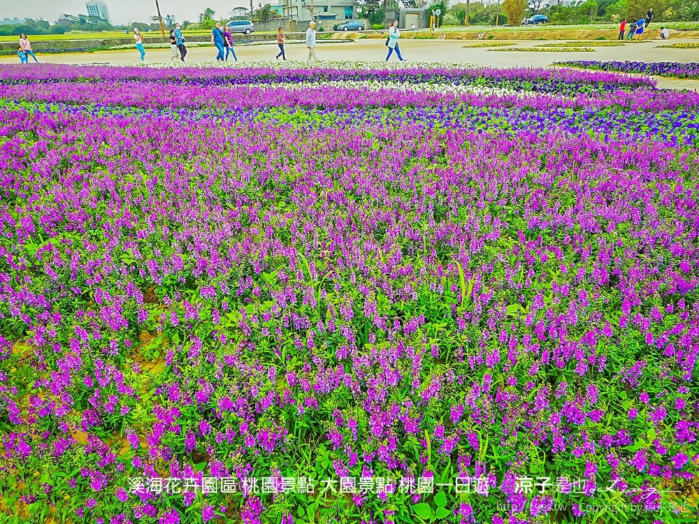 溪海休閒農業區 溪海花卉園區 桃園景點 大園景點 桃園一日遊