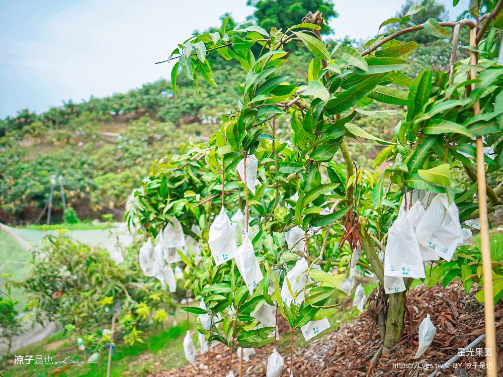 星光 親子景點 免費採果活動 台南農場 台南露營 diy 採芒果體驗 自然的鬥士
