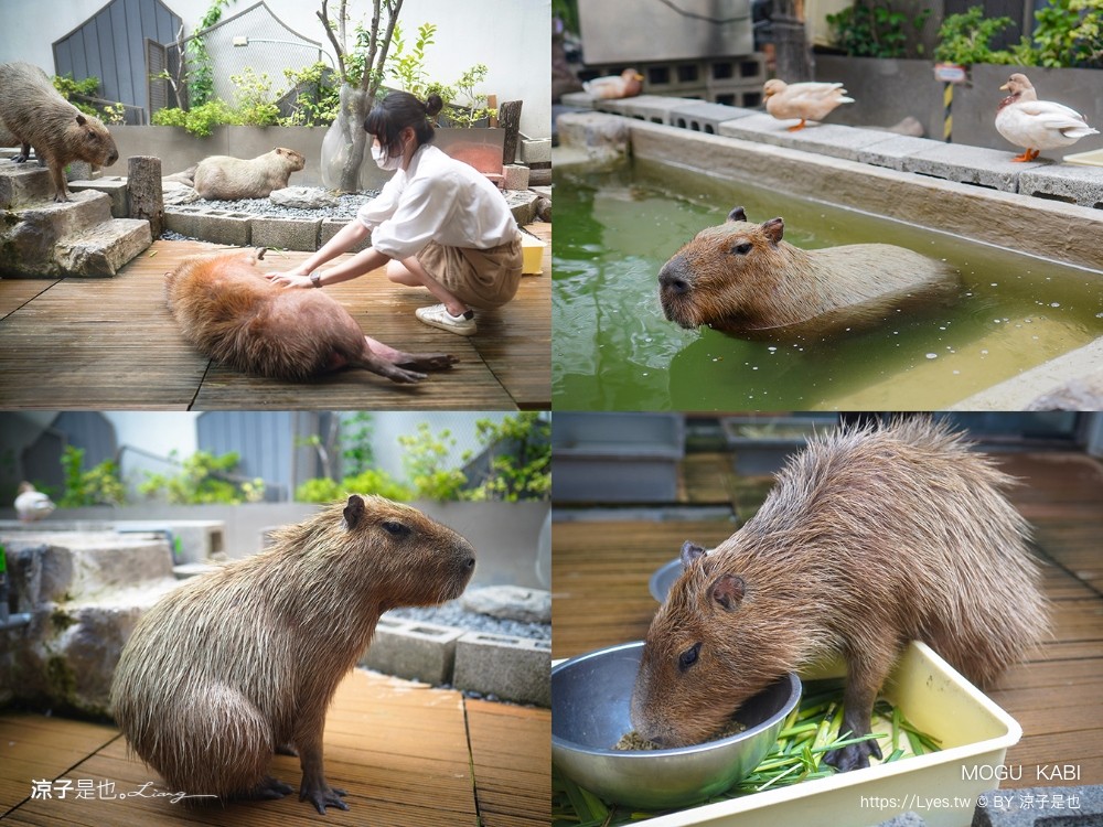 mogu kabi 豆塔專賣店 台南水豚景點 菜單 台南甜點推薦 夏威夷豆塔 台南水豚下午茶 水果塔 水豚打卡景點