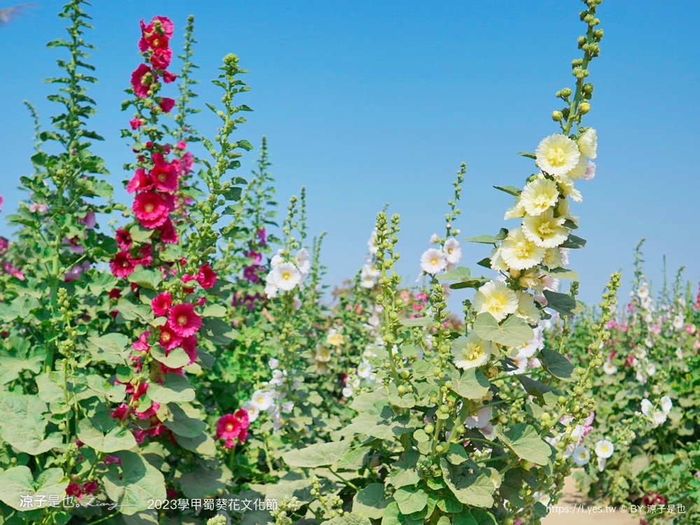 學甲蜀葵花文化節 2023 蜀葵花季 一丈紅迷宮 紫色鼠尾草 季節 花況 交通 學甲景點