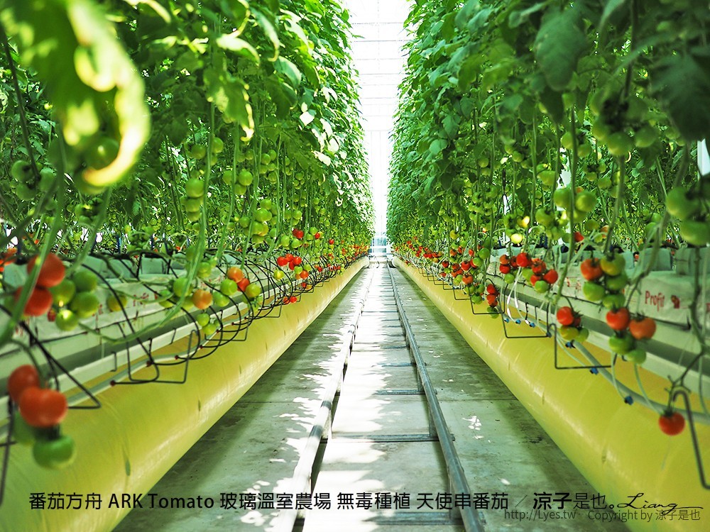 番茄方舟 ARK Tomato 玻璃溫室農場 無毒種植 天使串番茄
