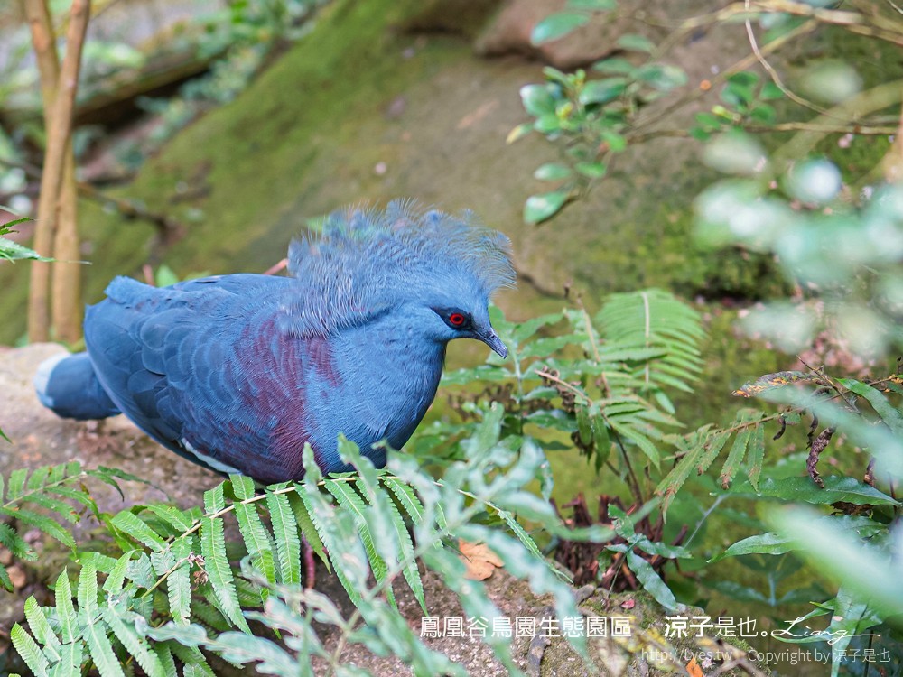 鳳凰谷鳥園生態園區 南投 親子景點 森林溜滑梯 賞鳥 DIY 鹿谷 步道 吊橋 瀑布