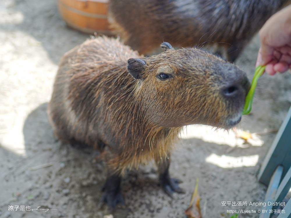 安平出張所 台南安平景點 免費水豚景點 親子 diy 誕生鹽御守 日式建築 台南伴手禮 安平一日遊