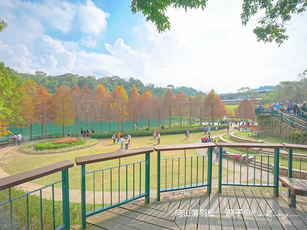 向山落羽松 日月潭自行車道 湖畔 落羽松步道 日月潭景點推薦 IG打卡 南投親子