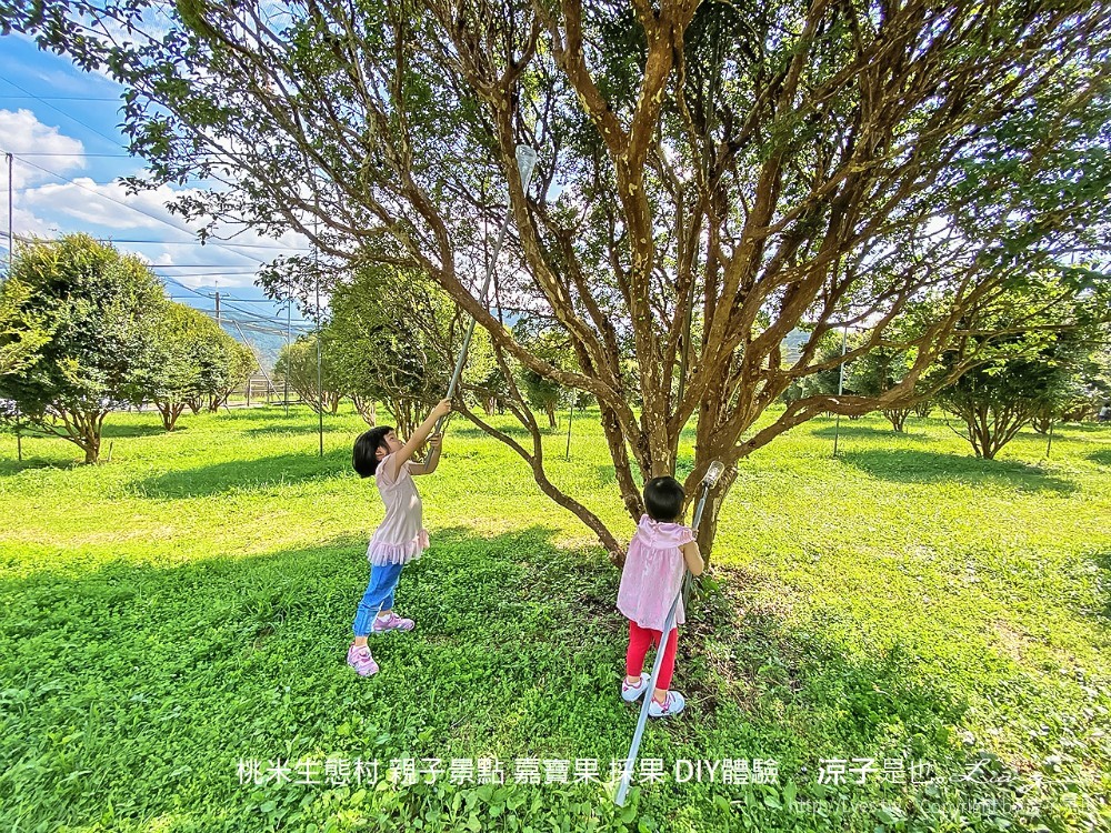 桃米生態村 南投埔里 親子景點 嘉寶果 採果 diy體驗