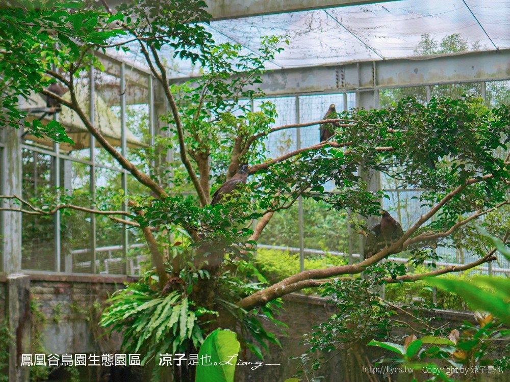 鳳凰谷鳥園生態園區