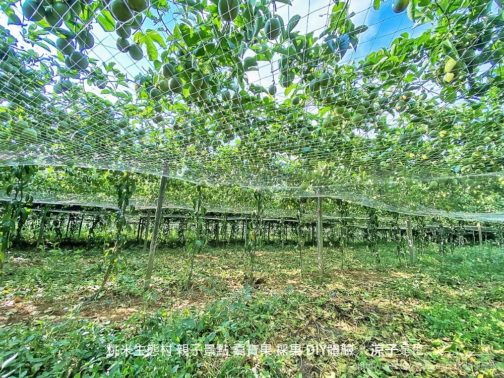桃米生態村 南投埔里 親子景點 嘉寶果 採果 diy體驗