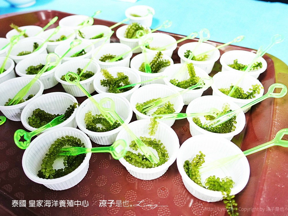 泰國 皇家海洋養殖中心