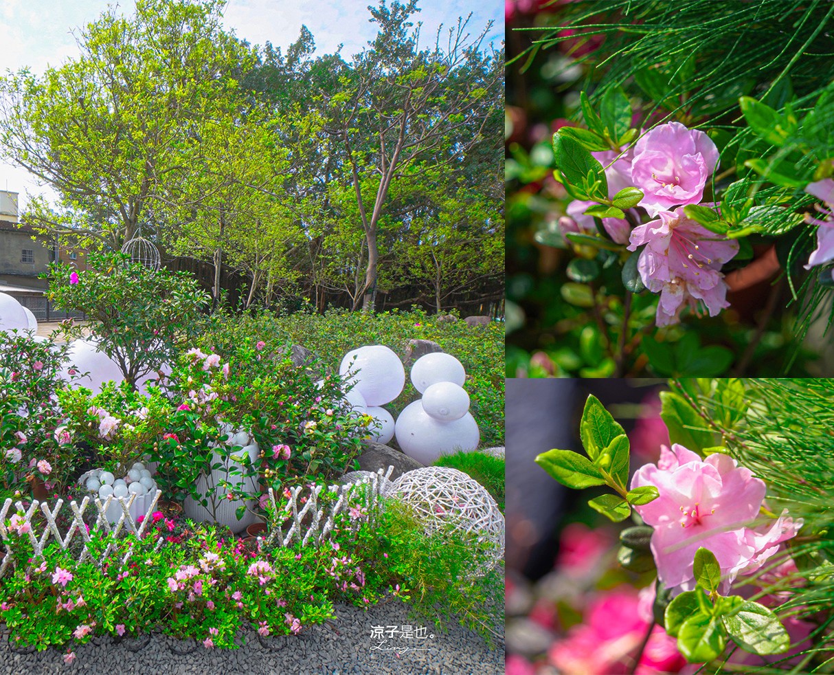 萬金杜鵑花展2025 金山中山溫泉公園 新北景點 北海岸活動 交通 展期 花藝造景 打卡必拍 懶人包