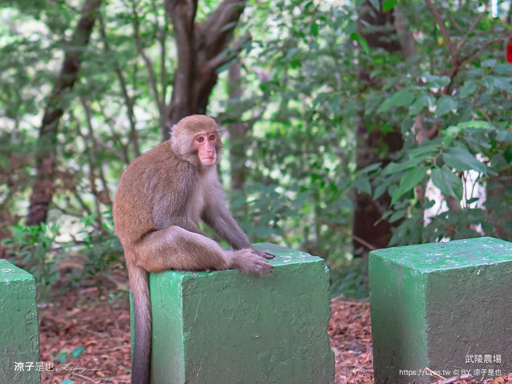 福壽山農場 民宿房型 住宿 露營 賞楓