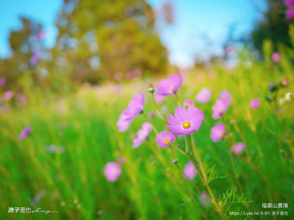 福壽山農場 民宿房型 住宿 露營 蘋果