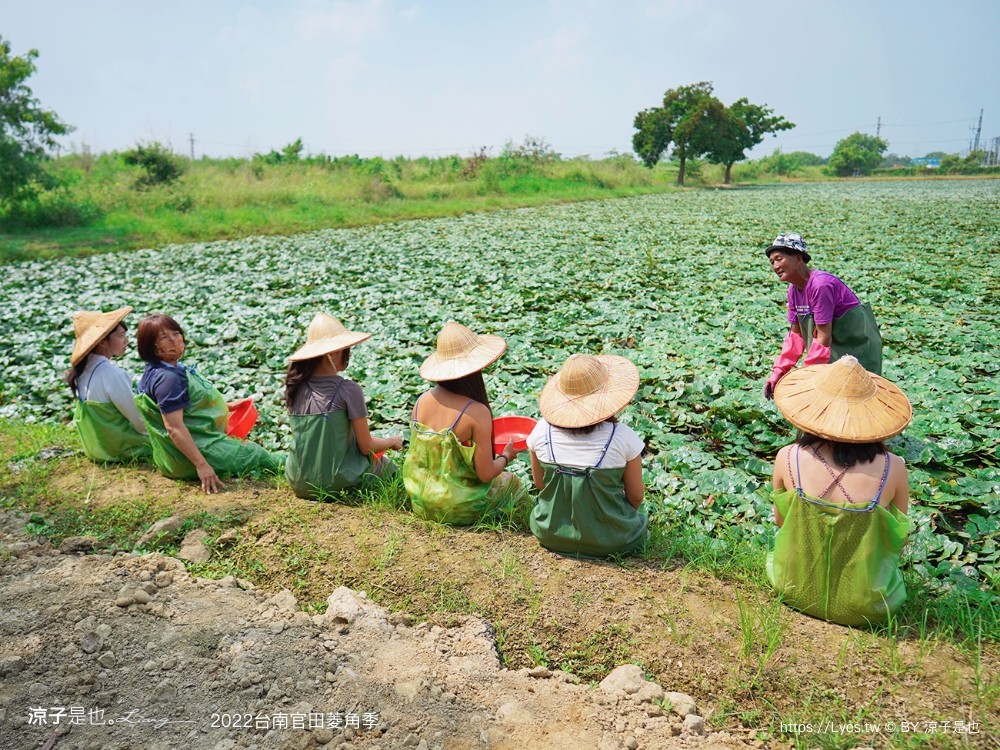 台南親子景點 2022 台南官田菱角季 官田菱角節 採紅菱體驗 划船 台南伴手禮