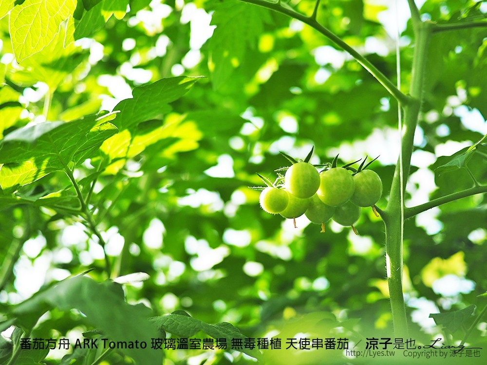 番茄方舟 ARK Tomato 玻璃溫室農場 無毒種植 天使串番茄