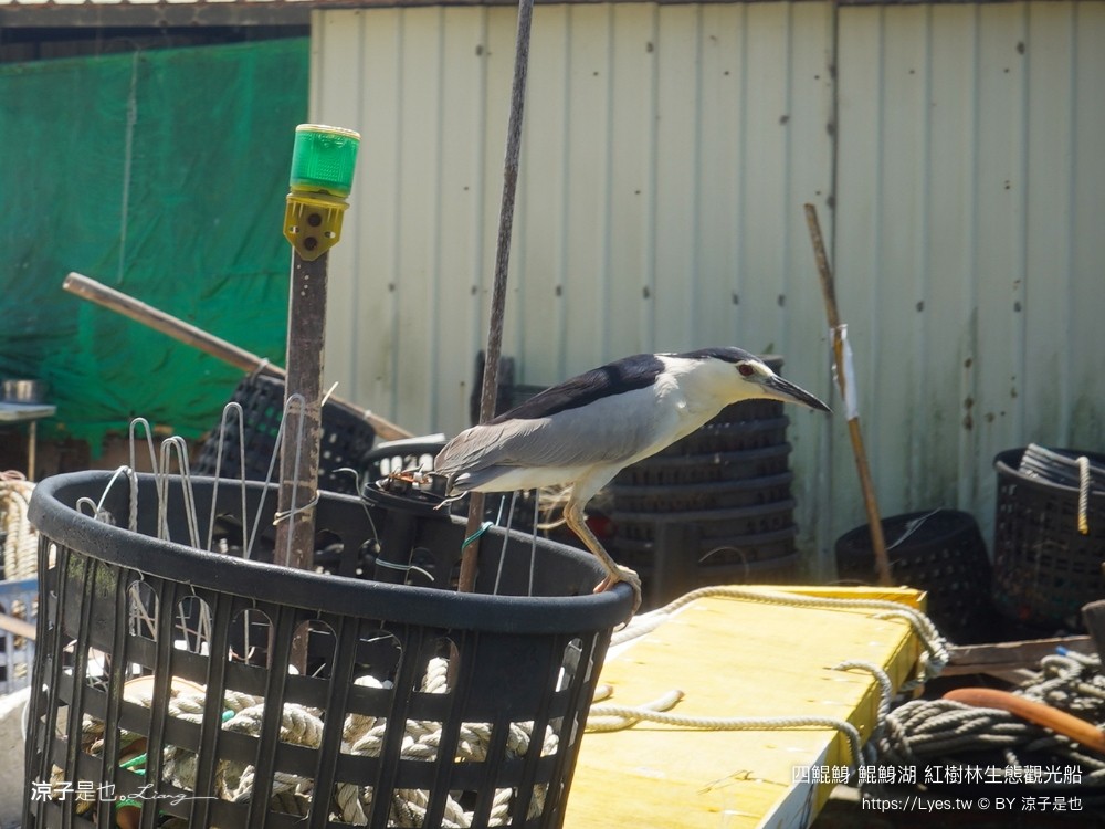 四鯤鯓鯤鯓湖紅樹林生態觀光船 台南親子景點 台南紅樹林 台南新景點 台南一日遊 生態旅遊 蚵殼diy體驗 導覽觀光船