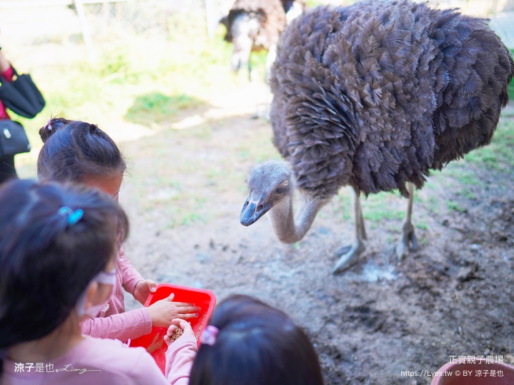正實親子農場 門票 彰化 親子景點 撿雞蛋 氣墊樂園 溜滑梯 免費 餵小動物體驗 沙坑
