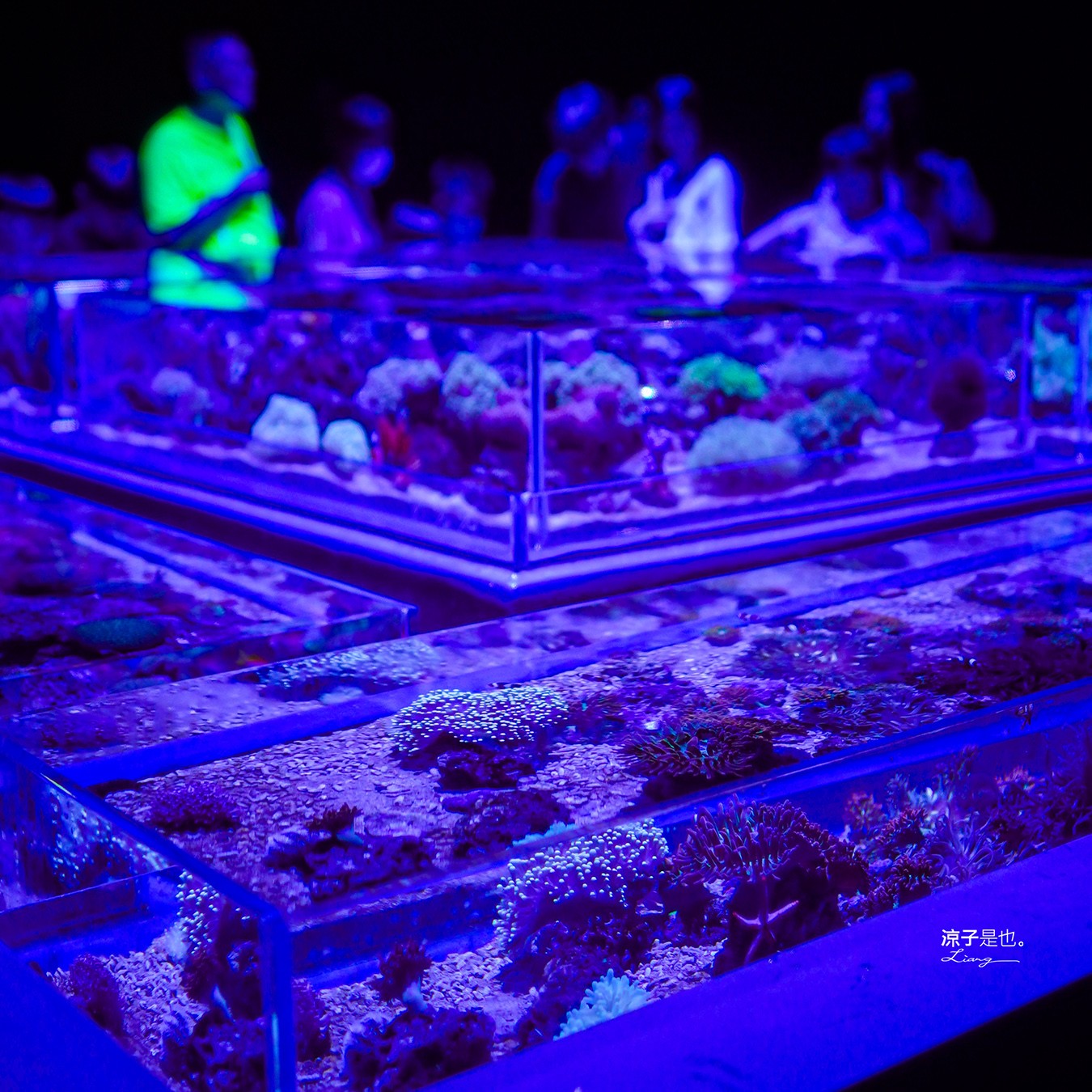 台中海洋館 門票優惠 交通 八大展區 免費票 台中親子景點 台中景點推薦 懶人包 攻略 必看特色