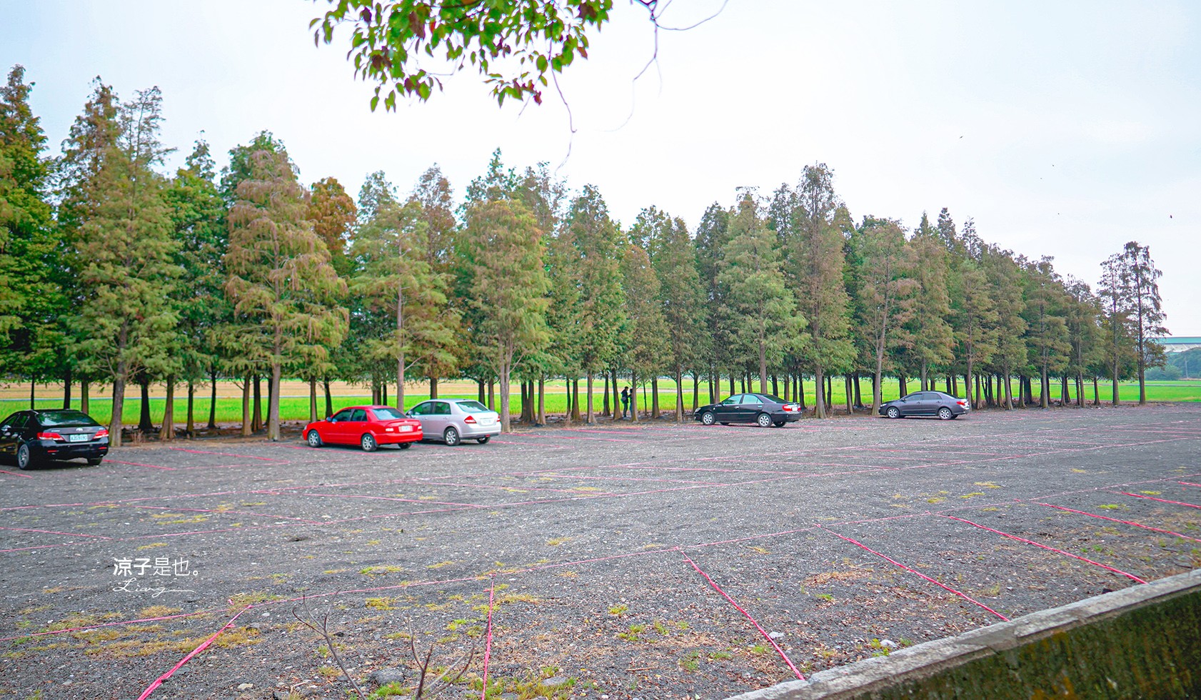 台南六甲落羽松森林秘境 台南景點 親子 2022 交通 停車場 台南一日遊 季節