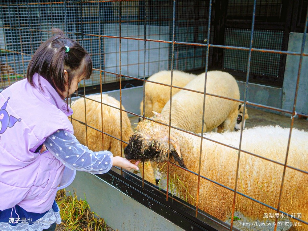 鳳梨屋水上莊園 宜蘭景點 一日遊 鳳梨屋門票 戲水池 動物園 水豚君 網美景點 水簾鞦韆 鳳梨泳池 餵羊 宜蘭豪華懶人露營 Villa 網美景點