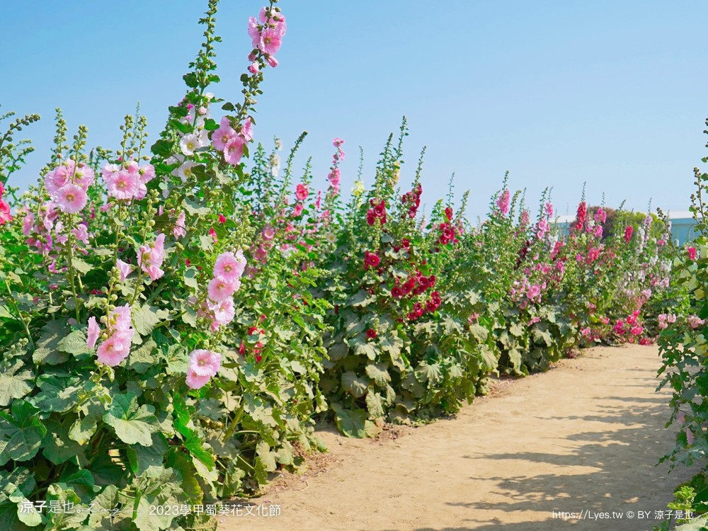 學甲蜀葵花文化節 2023 蜀葵花季 一丈紅迷宮 紫色鼠尾草 季節 花況 交通 學甲景點