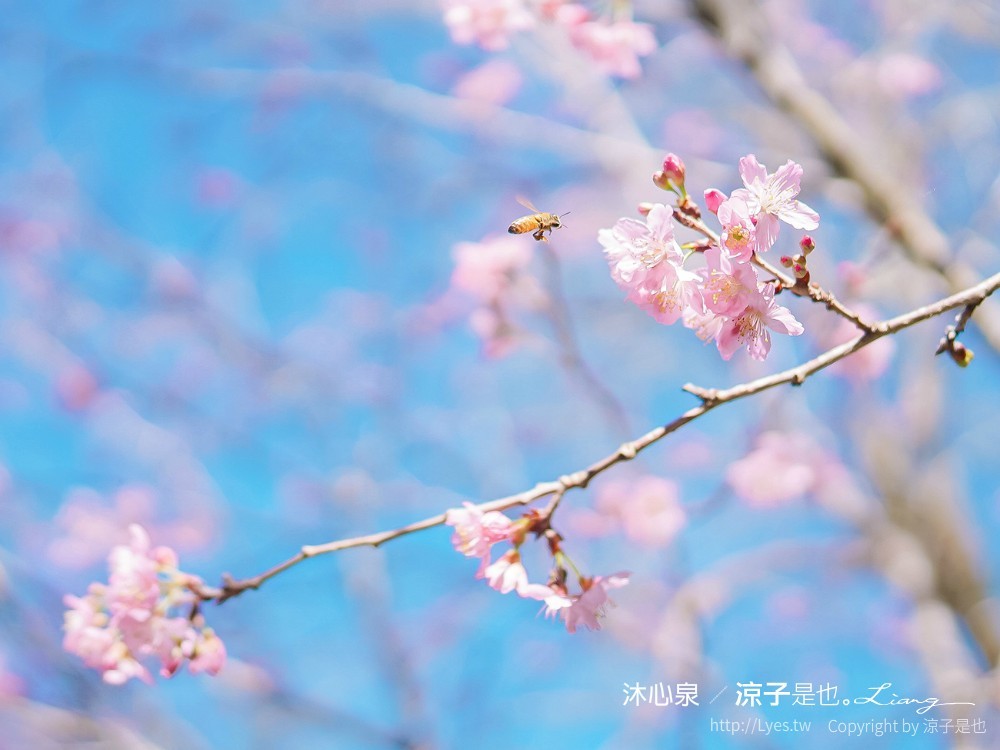 沐心泉休閒農場 2022 櫻花花況 票價 台中景點 預約 新社 親子景點 接泊車 白雪木 黃金楓