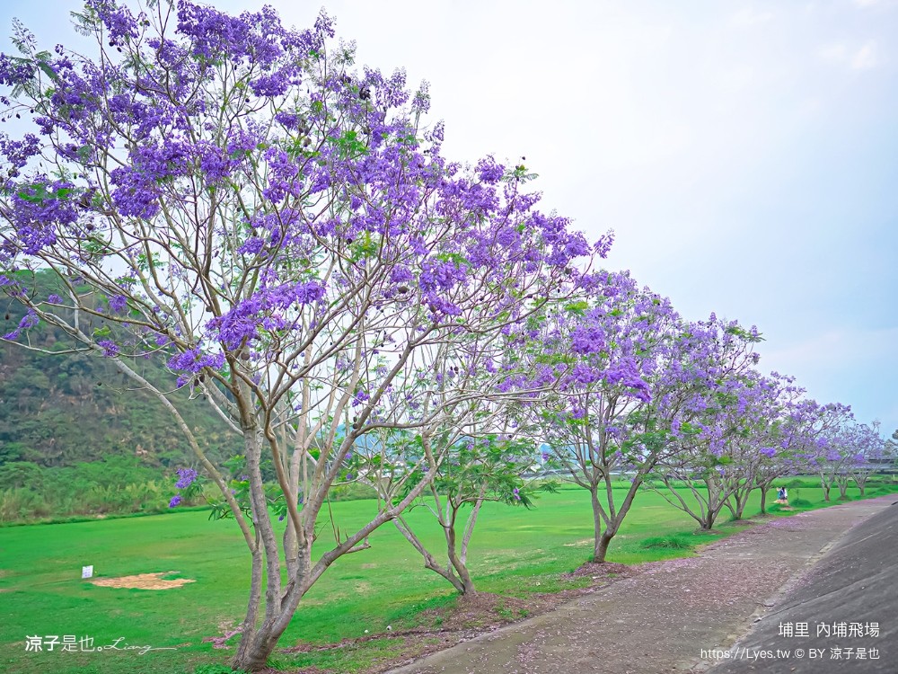埔里景點 埔里內埔飛場 南投藍花楹花道 欒樹親子景點 賞花秘境 草地野餐 放風箏 玩球