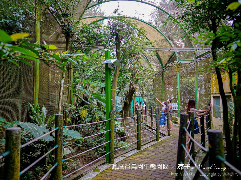 鳳凰谷鳥園生態園區 南投 親子景點 森林溜滑梯 賞鳥 DIY 鹿谷 步道 吊橋 瀑布