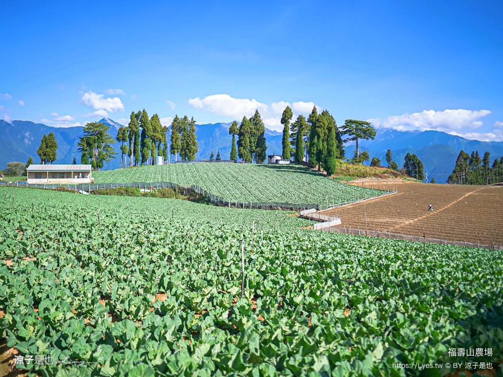 福壽山農場 民宿房型 住宿 露營 蘋果