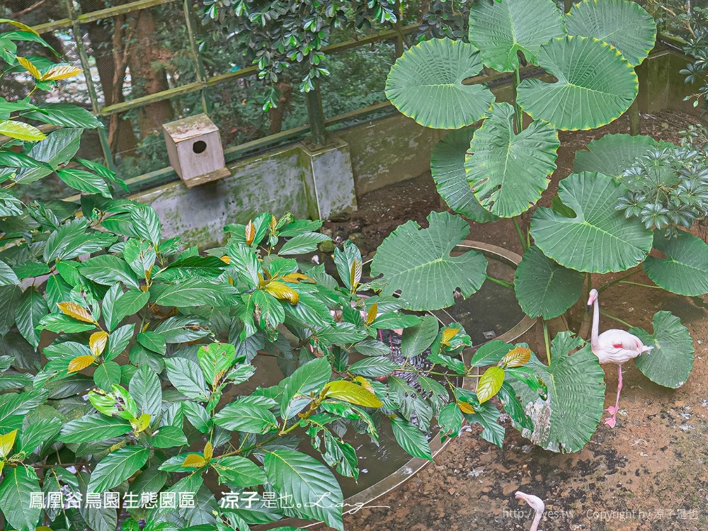 鳳凰谷鳥園生態園區 南投 親子景點 森林溜滑梯 賞鳥 DIY 鹿谷 步道 吊橋 瀑布