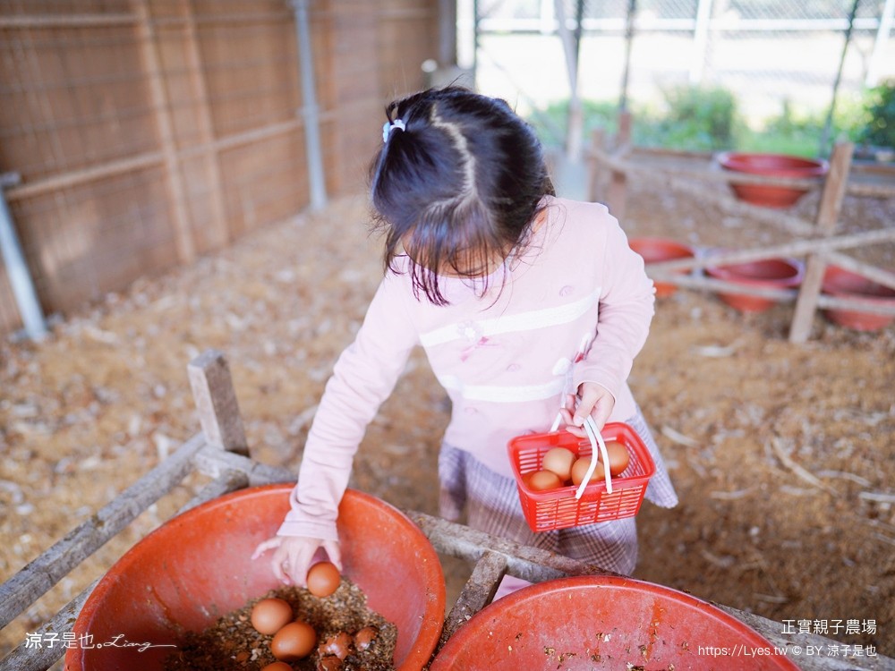 正實親子農場 門票 彰化 親子景點 撿雞蛋 氣墊樂園 溜滑梯 免費 餵小動物體驗 沙坑